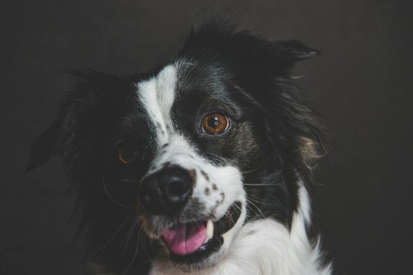 Comment garder votre chat siamois en forme