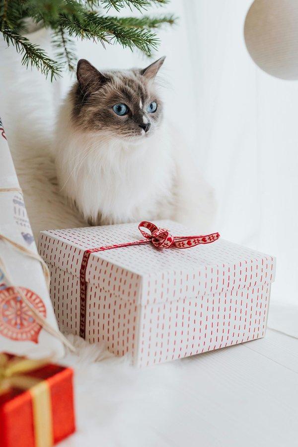 Idées de cadeaux parfaits pour faire plaisir à votre chat